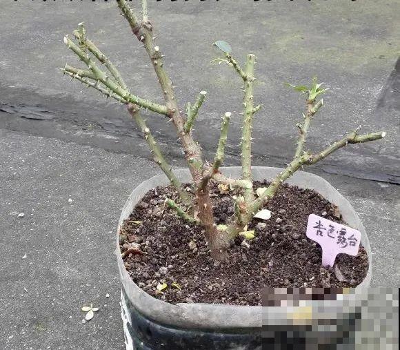 7种花冬天会假死，叶子掉光不要扔，明年还能大爆花！