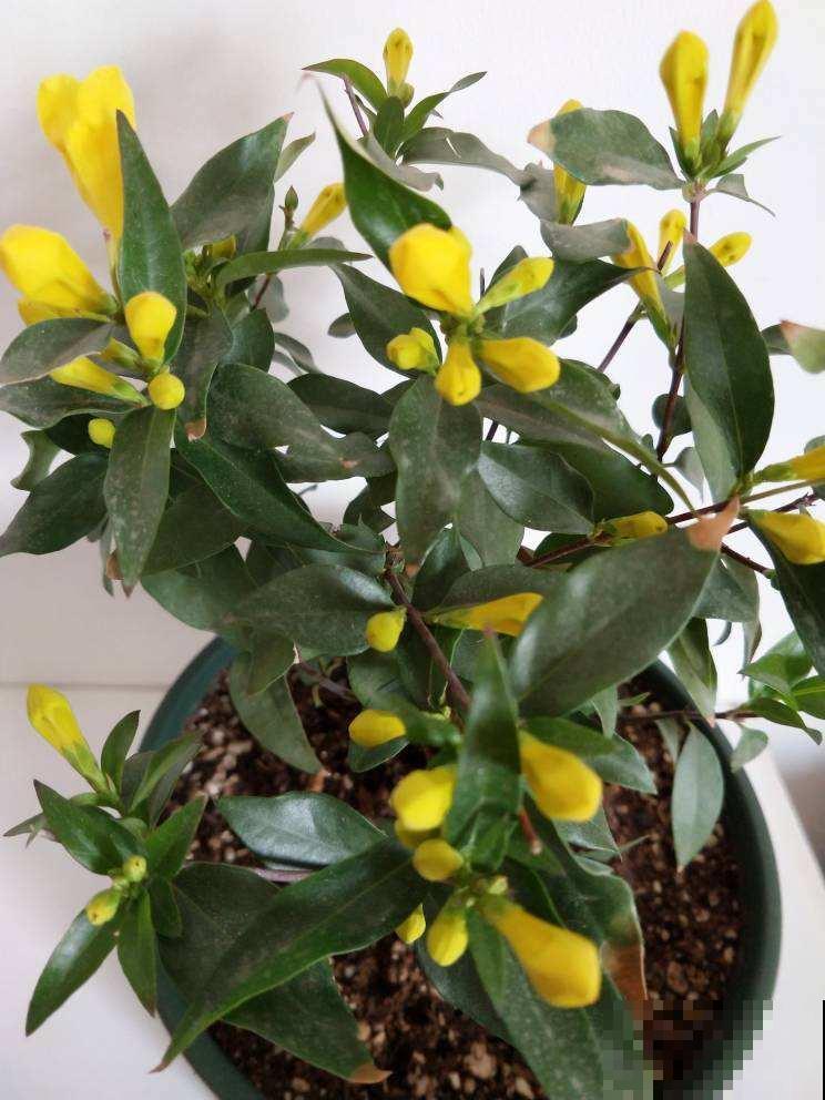 从冬天到夏天都开花的4种绿植，耐寒又好养，陪你度过寒冷的冬日