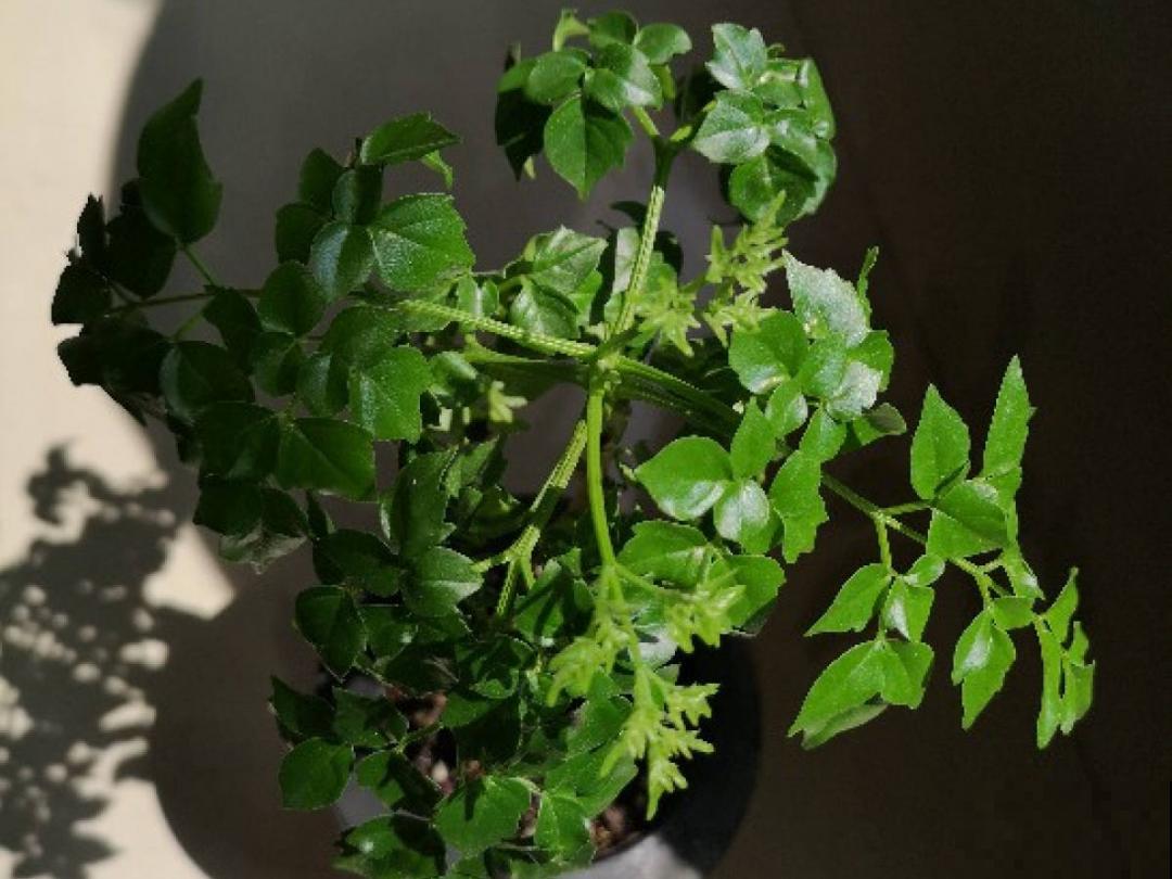 9种花,冬天狠心剪一刀,剪对了明年妥妥爆花 9种花,冬天狠心剪一刀,剪对了明年妥妥爆花