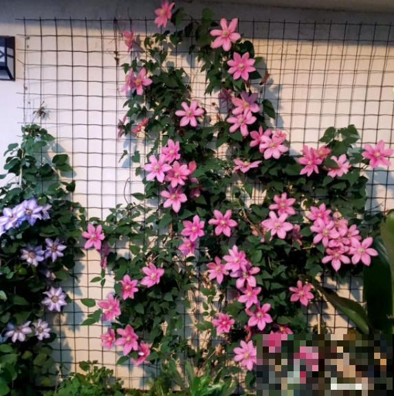 不良商贩真缺德，高价卖假货，不少人都上当