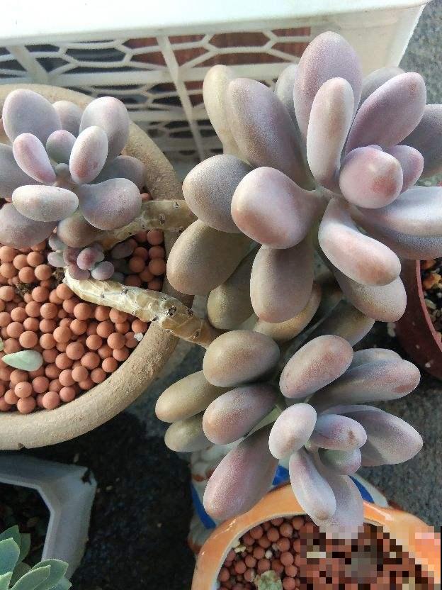 4种花不能淋雨，一淋就黑腐烂根，最后只剩个空盆