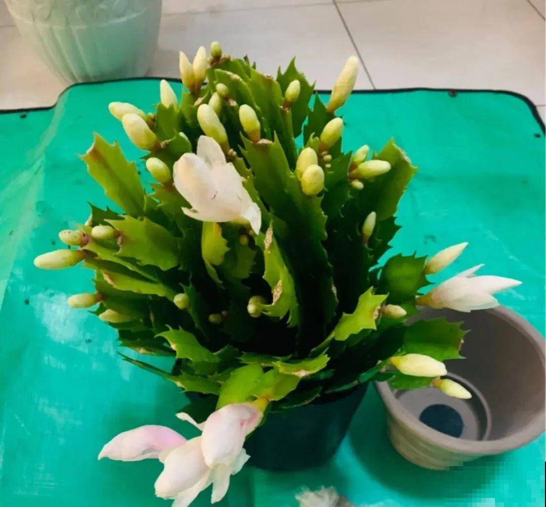 蟹爪兰软趴趴、掉花苞？它有“5怕”，避开后，叶片硬如铁！