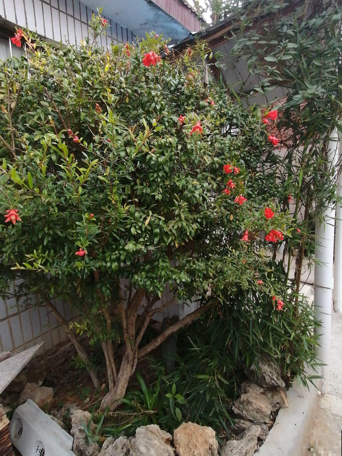 庭院种植有讲究,东榴金西柿银,万事如意喜事多 庭院种植有讲究,东榴金西柿银,万事如意喜事多