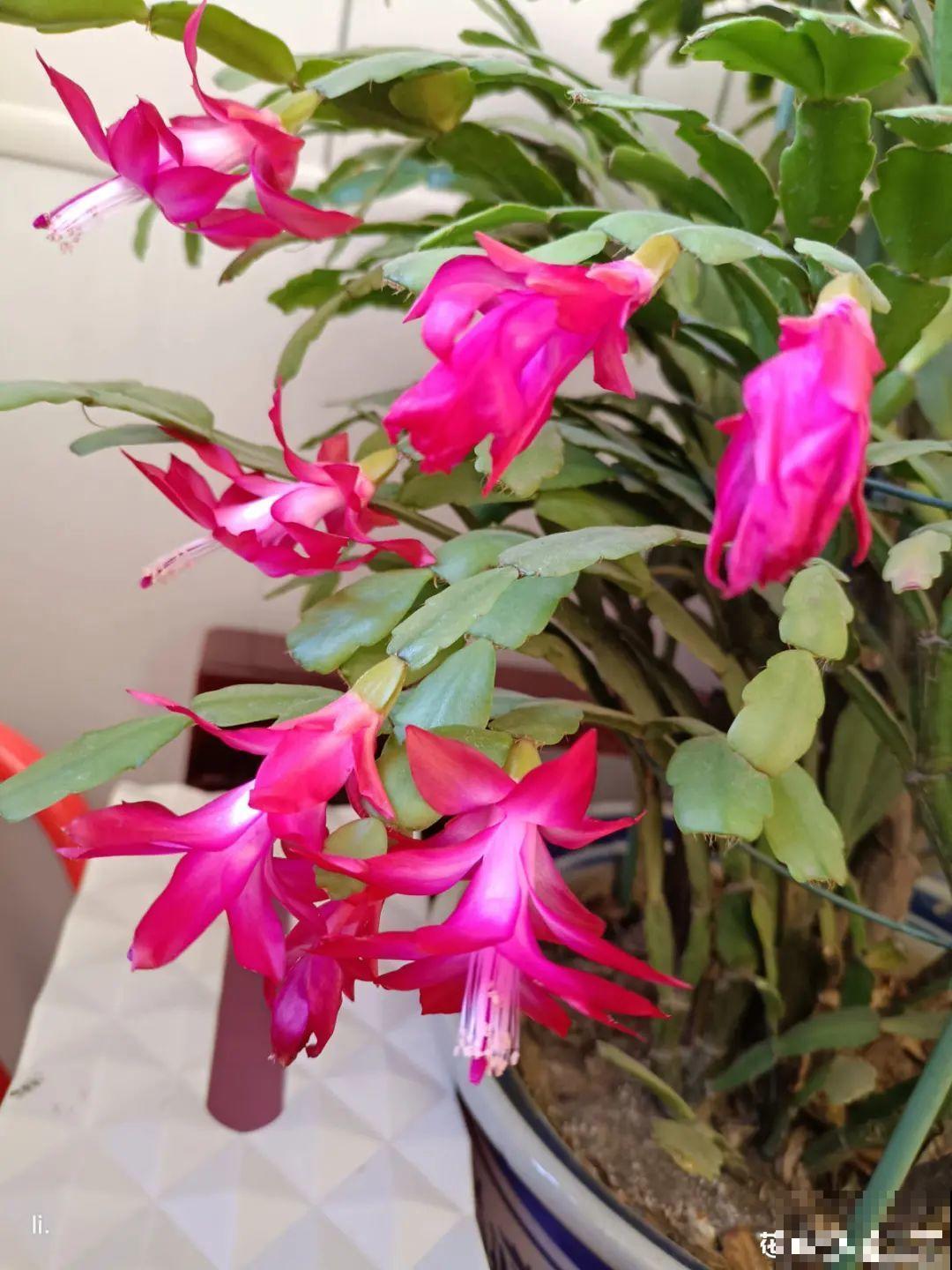 20种花，现在养正是开花好时候，再晚就过季了