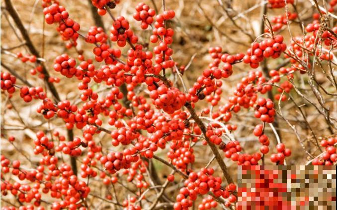 -30℃都不怕的“富贵树”，天越冷、果子越红，一挂就是大半年