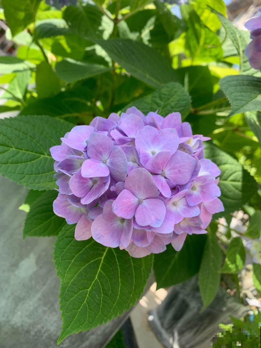 家里采光不好,就养5种“耐阴花”,不用晒太阳也能开爆盆 家里采光不好,就养5种“耐阴花”,不用晒太阳也能开爆盆