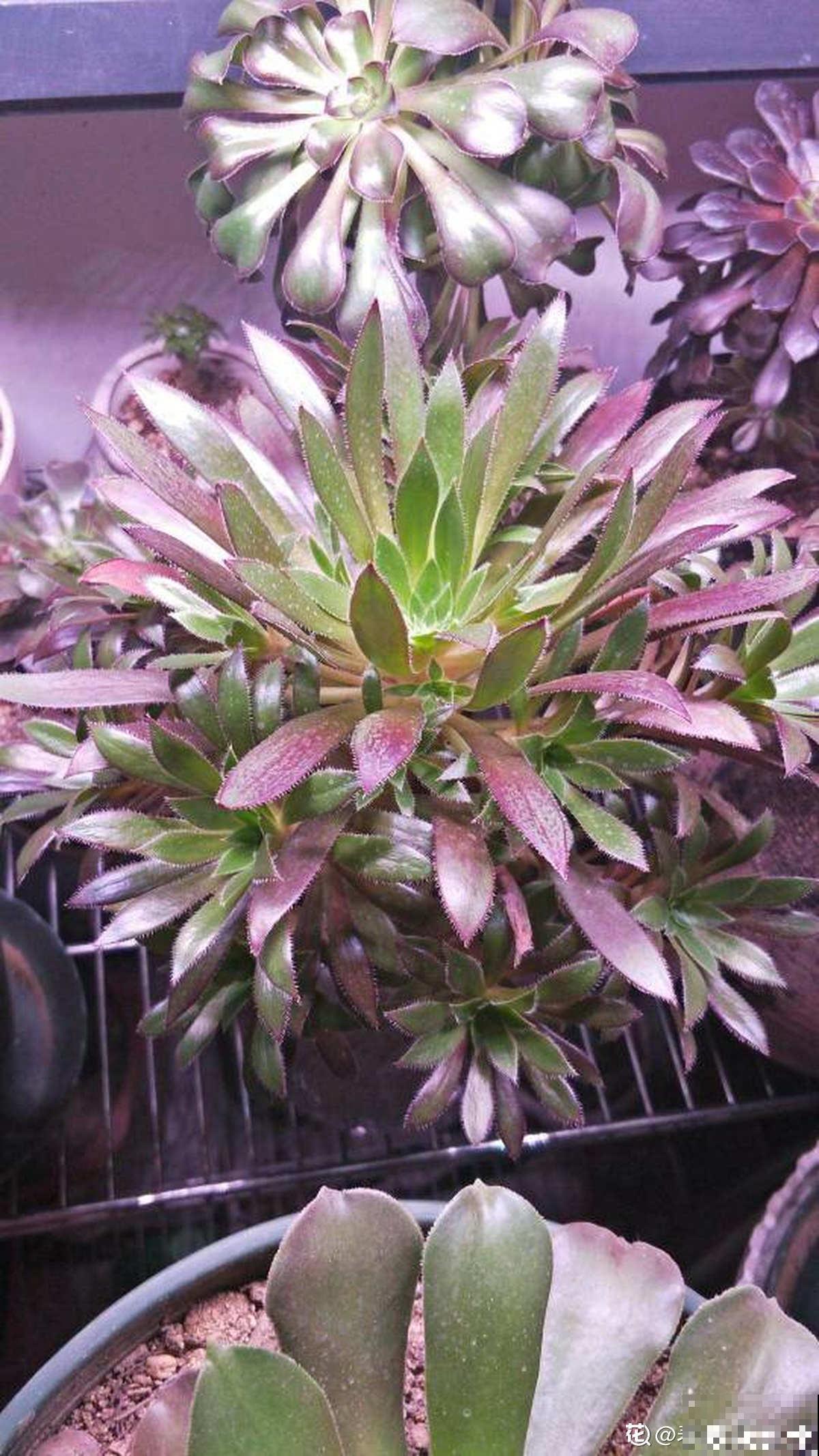 绿羊绒有股“臭袜子”味，养在家里很“头疼”，想赶紧丢掉