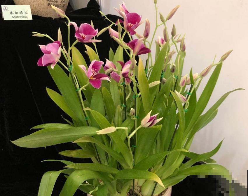 养花也能分析性格，你养什么花就对应什么性格，快来对号入座吧