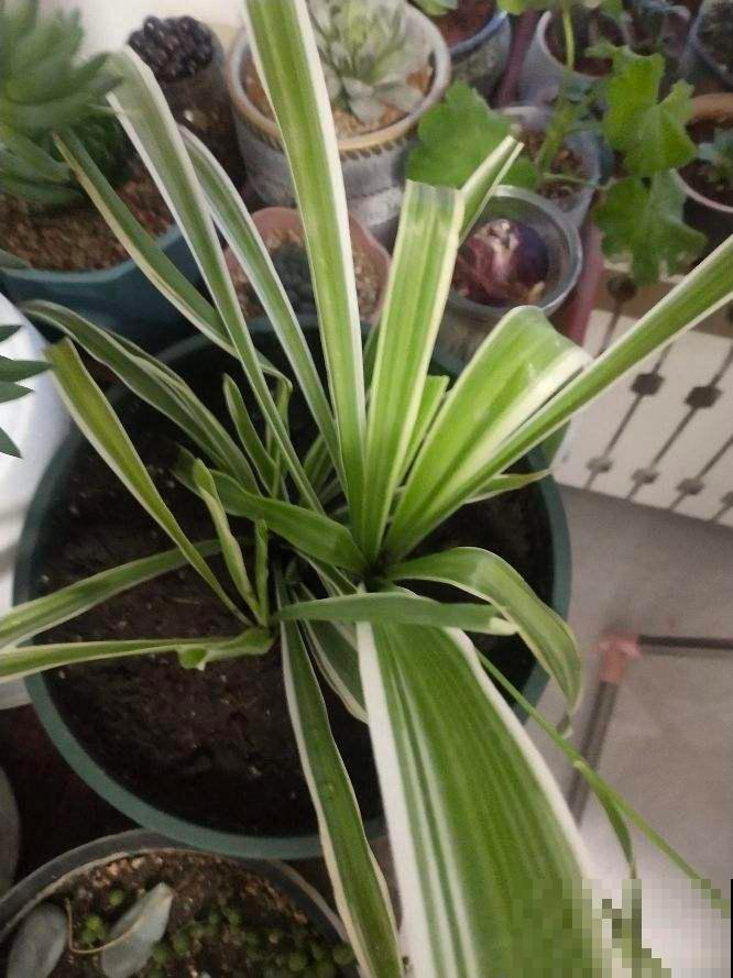 不会养花的人，一定要拿吊兰练手，生命力强颜值还高