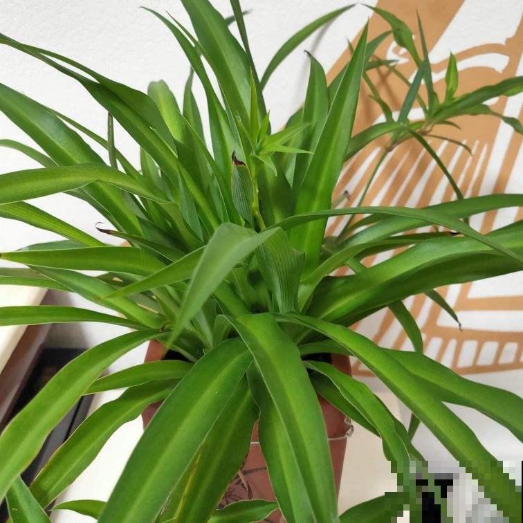 不会养花的人，一定要拿吊兰练手，生命力强颜值还高