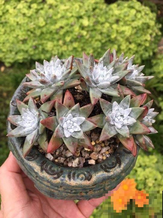 这6种花冬天别喷水,千万要管住手,黄叶黑斑远才能离它 这6种花冬天别喷水,千万要管住手,黄叶黑斑远才能离它