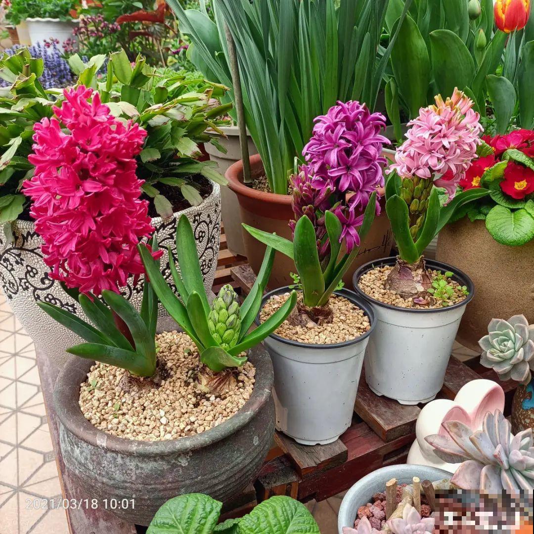 20种花，现在养正是开花好时候，再晚就过季了