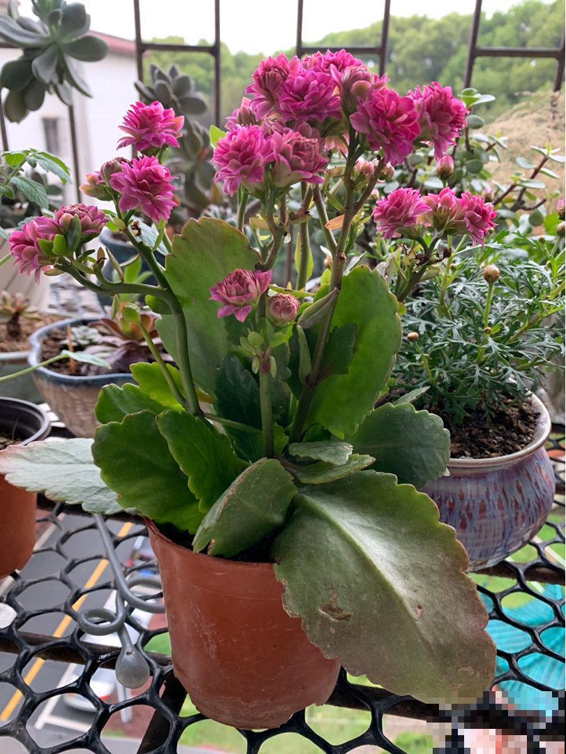 年底去花市，千万要注意“避坑”，不然多花好多冤枉钱