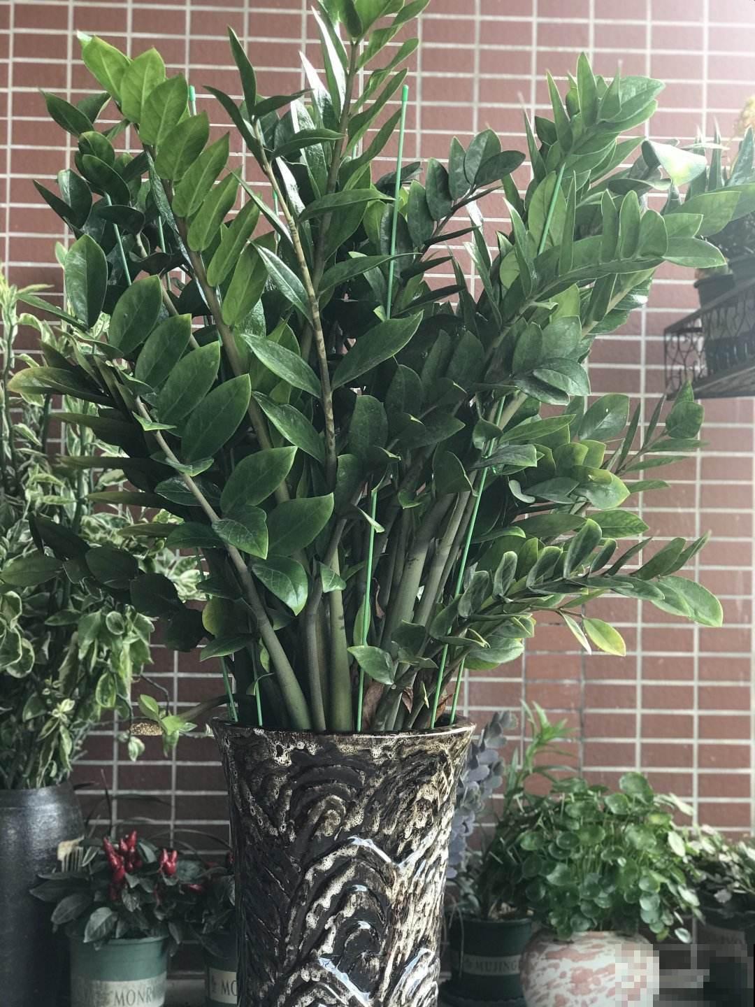 家里摆一盆金钱树，招财进宝寓意好，长得壮福气旺