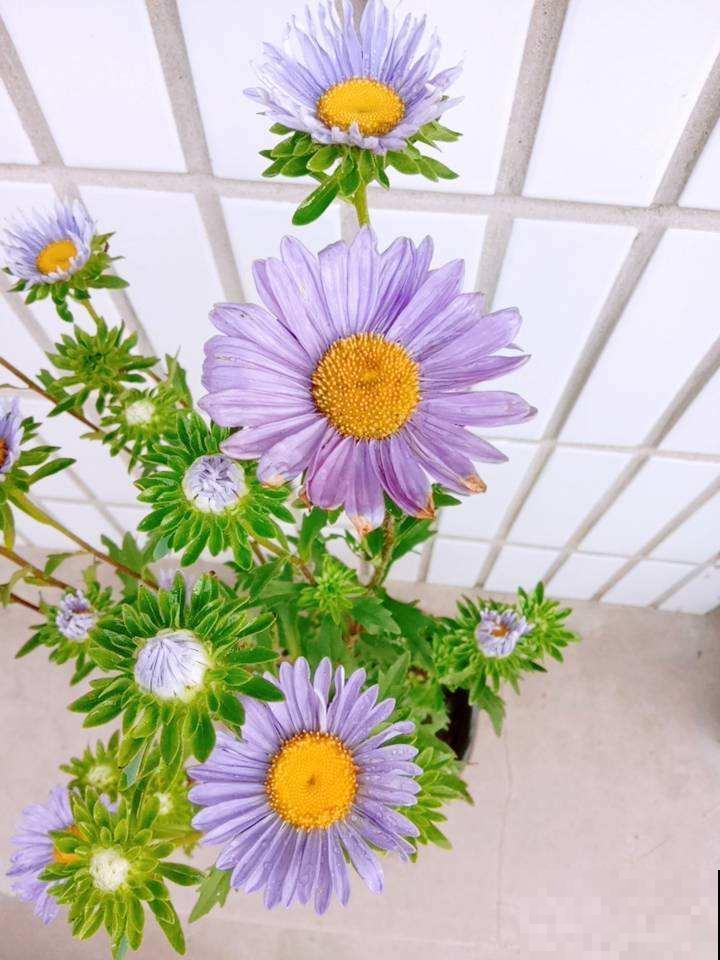 人在农村小院,种下这四种花,独享私人花海 人在农村小院,种下这四种花,独享私人花海