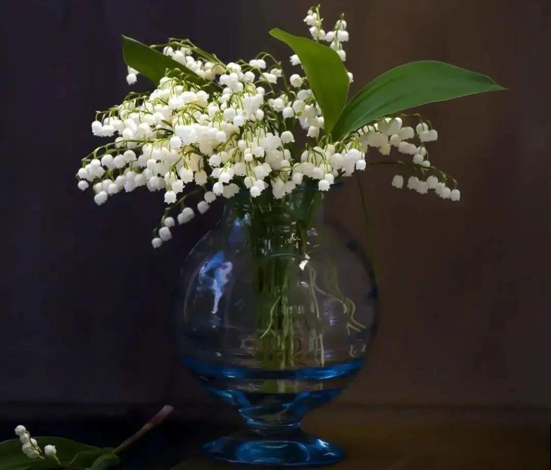 一把块根种土里，满枝条挂“铃铛”，开花满屋子高级香水味