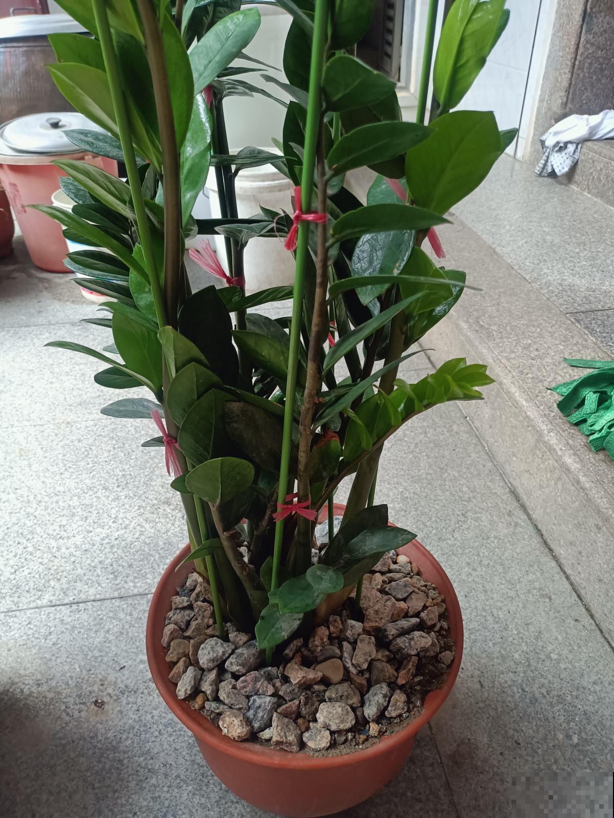 8种花有吉利好兆头,穷养才能长得旺,养在家里很合适 8种花有吉利好兆头,穷养才能长得旺,养在家里很合适