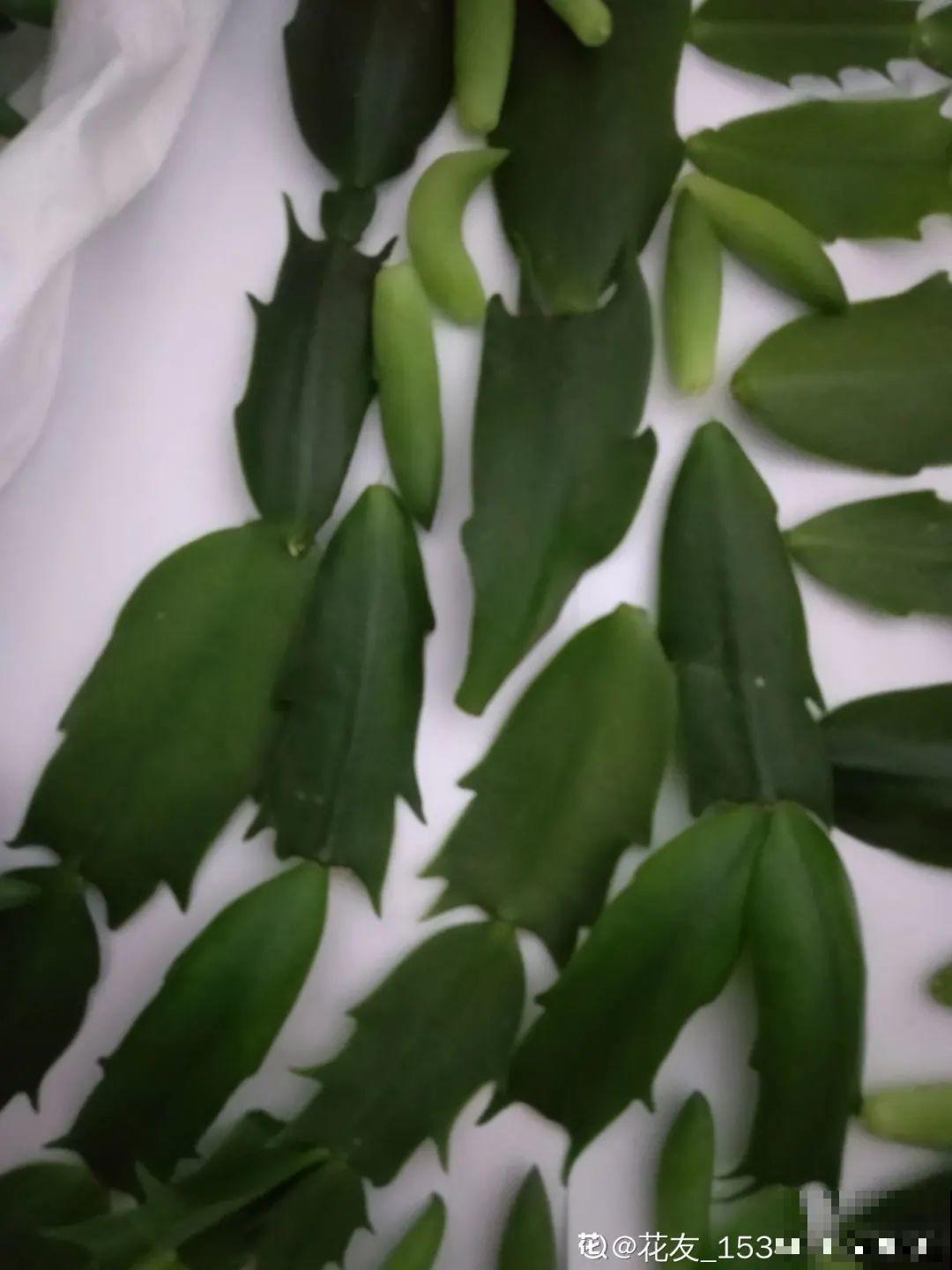 蟹爪兰软趴趴、掉花苞？它有“5怕”，避开后，叶片硬如铁！