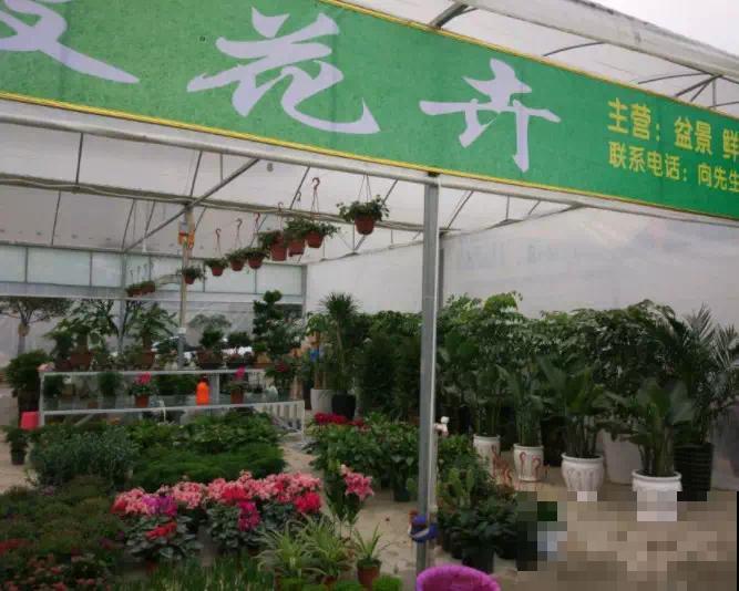“植物杀手”的3大特征，你都中招了吗，及时纠正才是硬道理