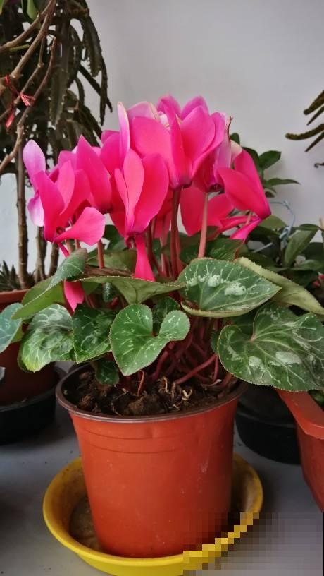 从冬天到夏天都开花的4种绿植，耐寒又好养，陪你度过寒冷的冬日