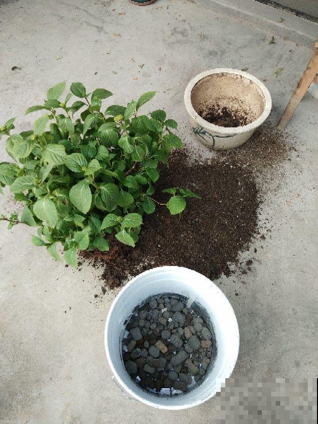 养花时忌讳的4件事，经常做相当于“杀死花卉”，最后只剩个空盆