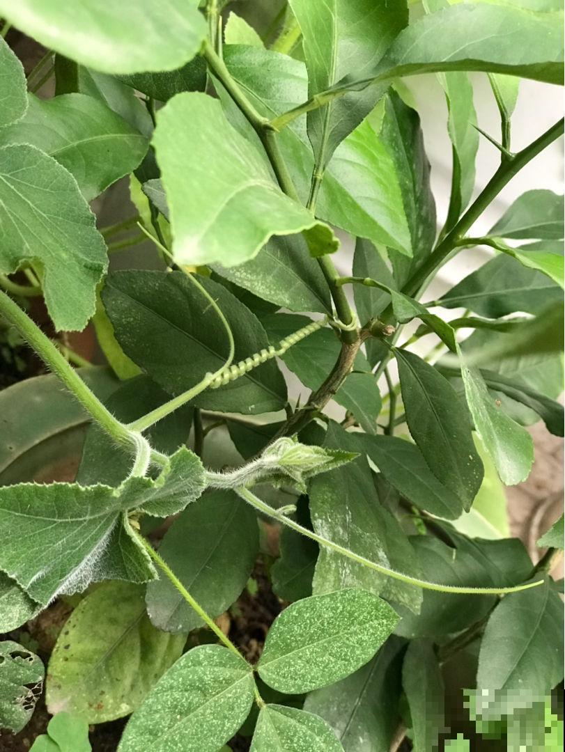 5种花有“气象本领”，学会看它“脸色”，天气预报都省了