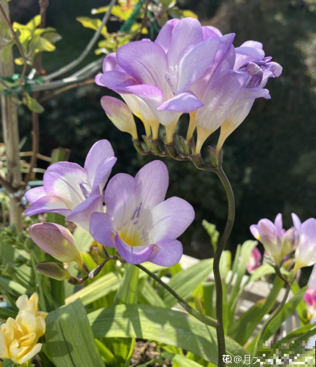 20种花，现在养正是开花好时候，再晚就过季了