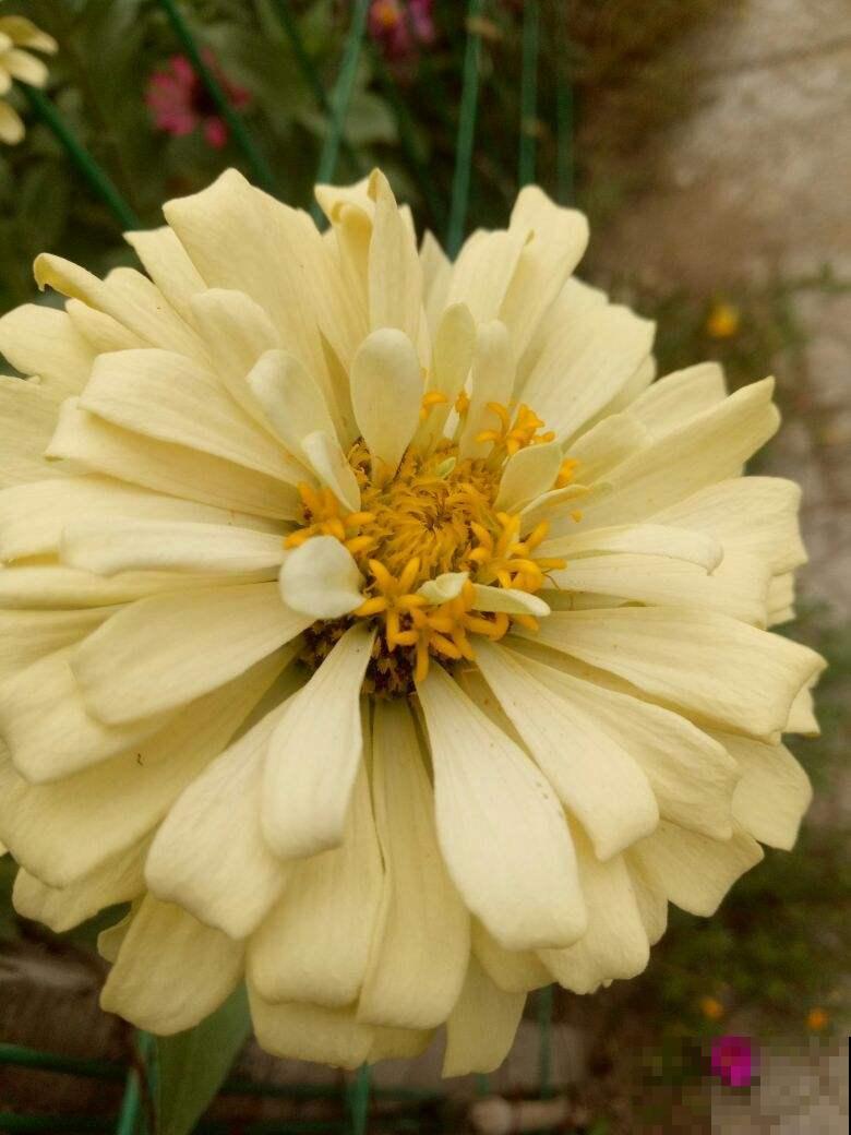 秋天常见的60种花，最全花卉图谱，收藏起来慢慢看