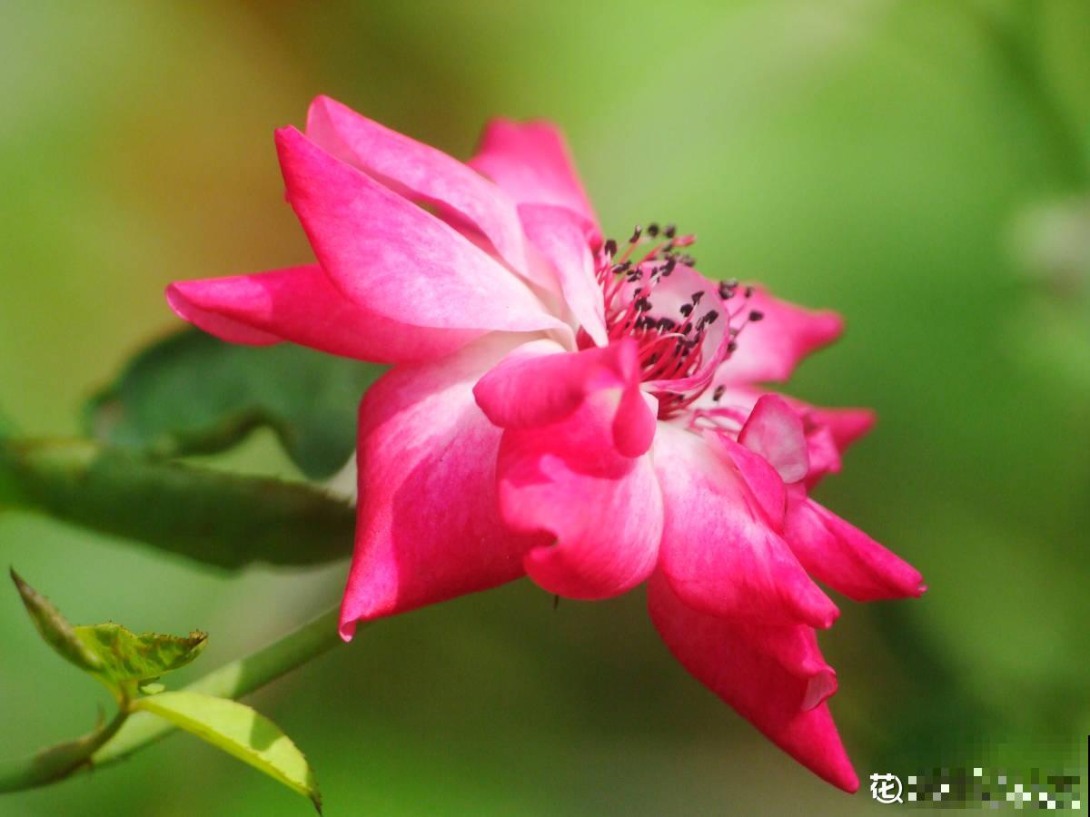 养花一直不开花，要是再不管，估计就成“柴火垛”