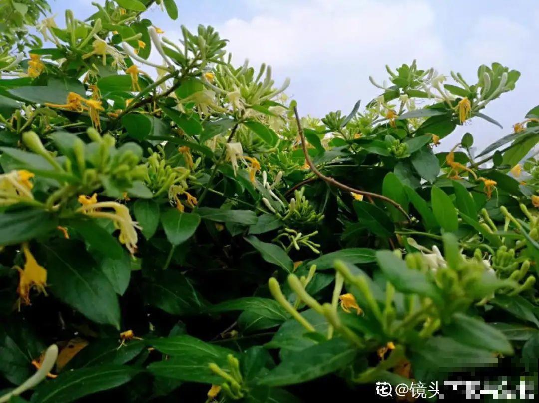 “寿命长”的10种花,寓意好,格调高,老人见了眉开眼笑! “寿命长”的10种花,寓意好,格调高,老人见了眉开眼笑!