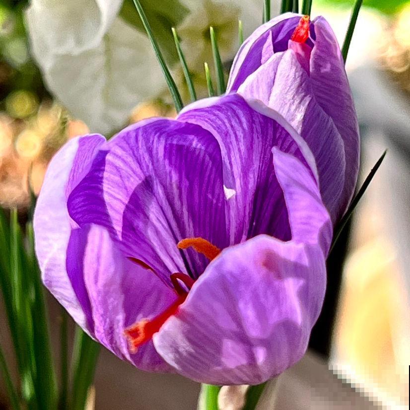 6种适合女人养的花,懂得生活的人才值得拥有它,好看又好养 6种适合女人养的花,懂得生活的人才值得拥有它,好看又好养