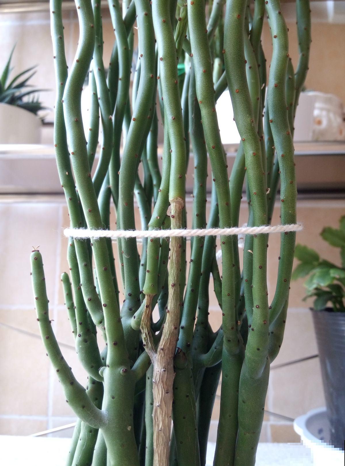 1种花只有“绿杆子”，太阳一照碧绿通透，还有招财好兆头