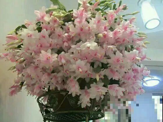7种花有个小机关，找对位置打开它，新芽爆满盆