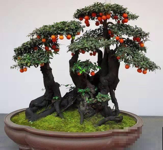 10种“财神花”养家里,吉祥寓意好兆头,越养越喜欢 10种“财神花”养家里,吉祥寓意好兆头,越养越喜欢