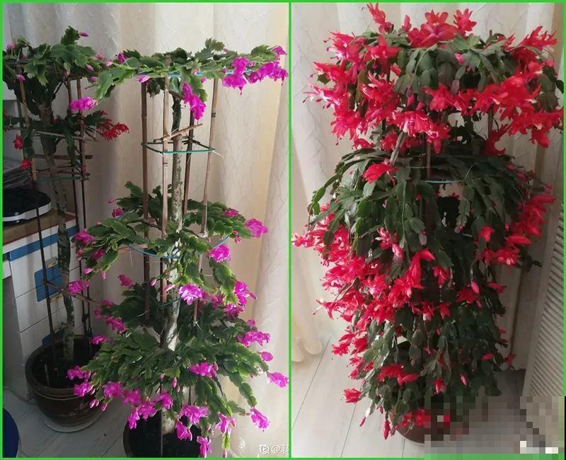 蟹爪兰软趴趴、掉花苞？它有“5怕”，避开后，叶片硬如铁！