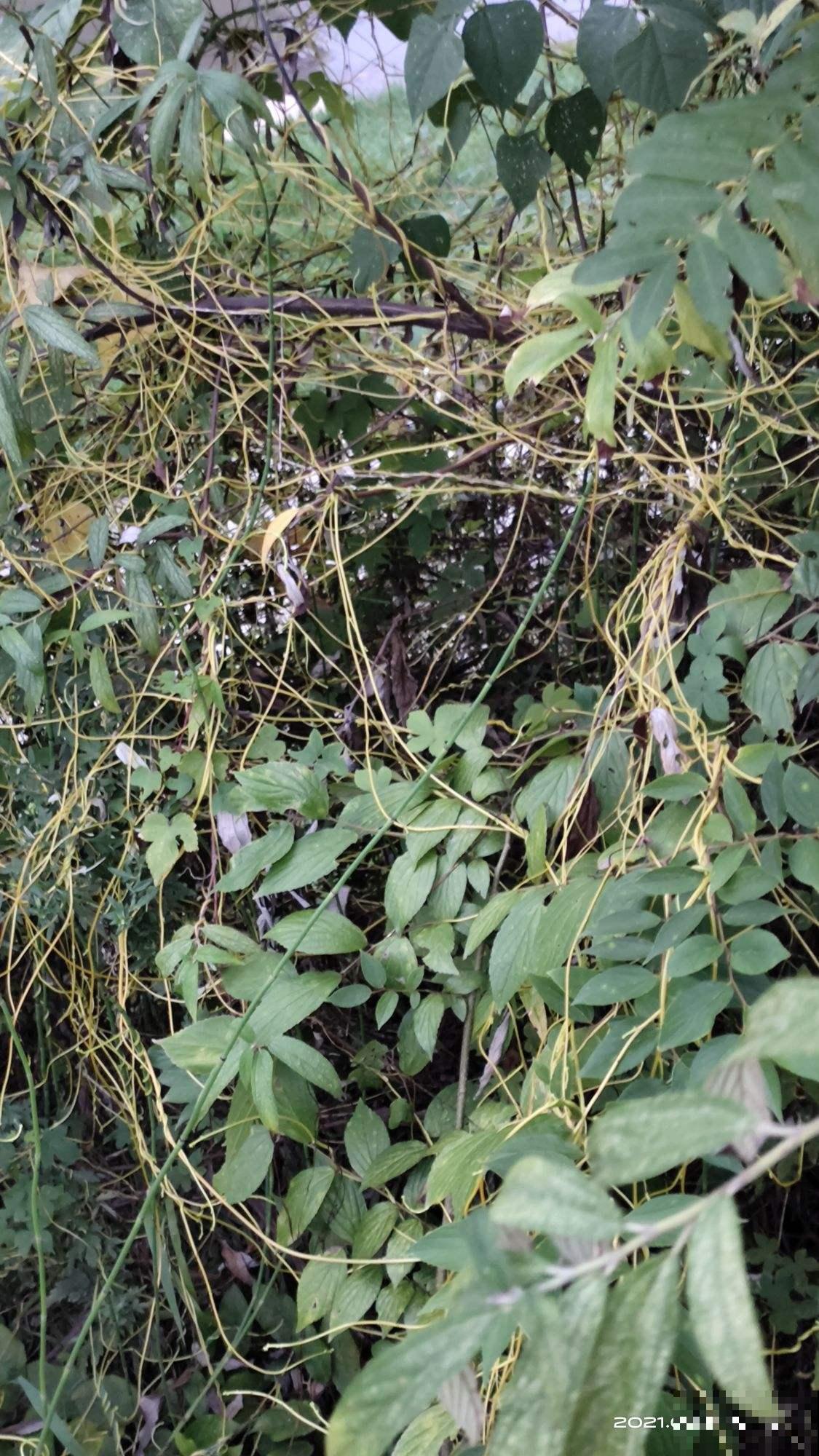 养花要注意“生物入侵”,只要发现一棵就得毁掉,不然惹来大麻烦 养花要注意“生物入侵”,只要发现一棵就得毁掉,不然惹来大麻烦