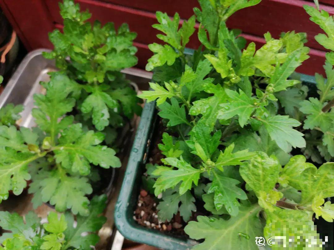 现在扦插8种花，生根快长得旺，冬春季节就开花