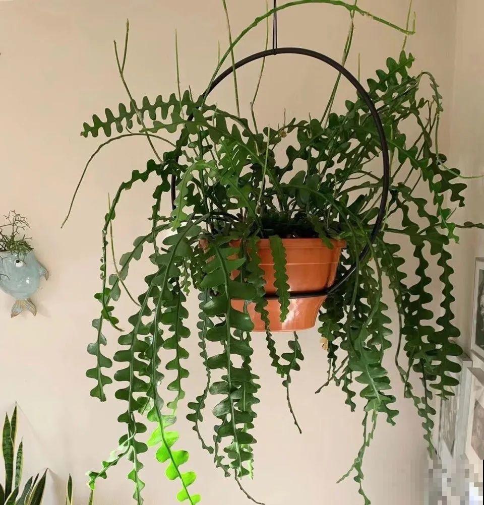 1种花就爱夜里开，养好能开上百朵花，满屋清香真过瘾