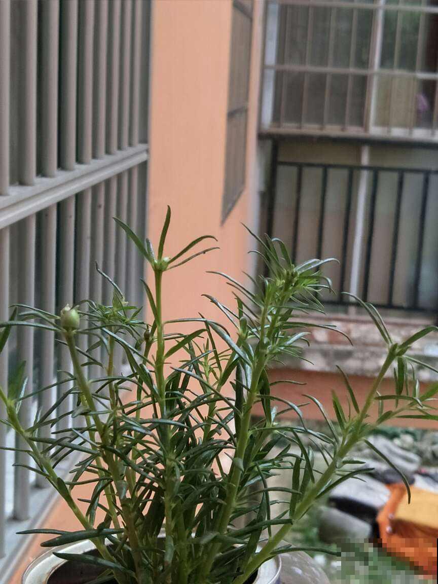 高空抛物真可怕，高楼花盆别乱放，不要因为养花而闯祸