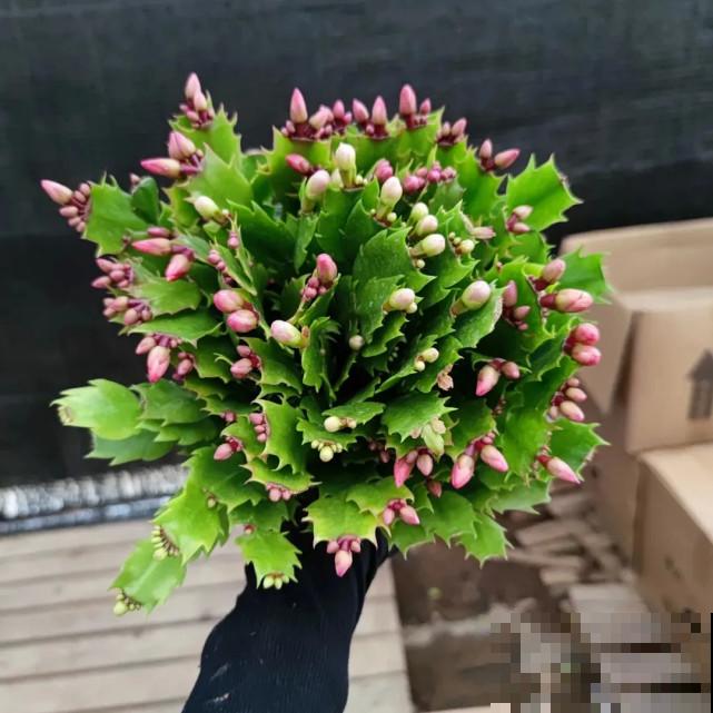 蟹爪兰“睡醒了”，给花施点肥，花苞呼呼冒