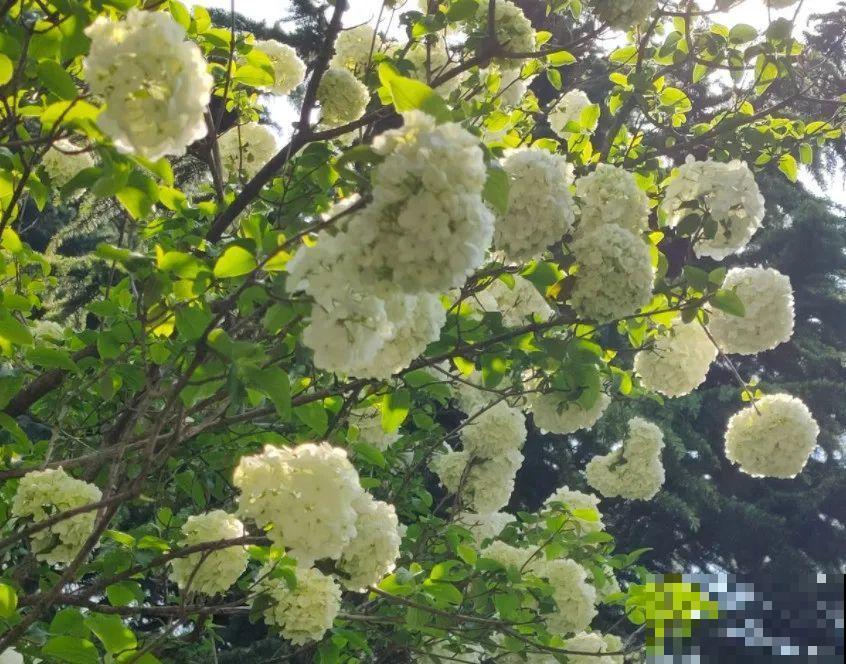 4组花长得太像,实在太容易认错,你能认出几个? 4组花长得太像,实在太容易认错,你能认出几个?