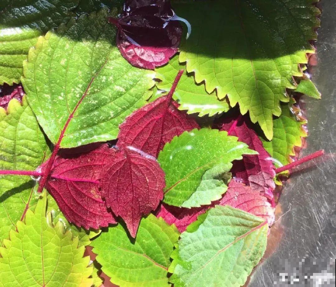 人养花，花也养人，家里养这10种花，越养越健康