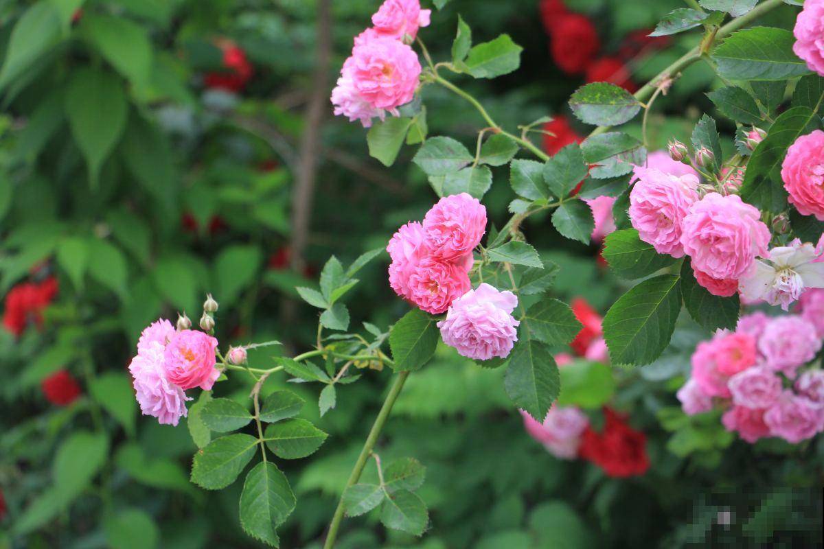 玫瑰、月季、蔷薇傻傻分不清，只要3个方法，一眼就认出来