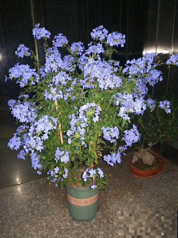 堪称"花中劳模"的4种花，超长待机时间，四季开花不断