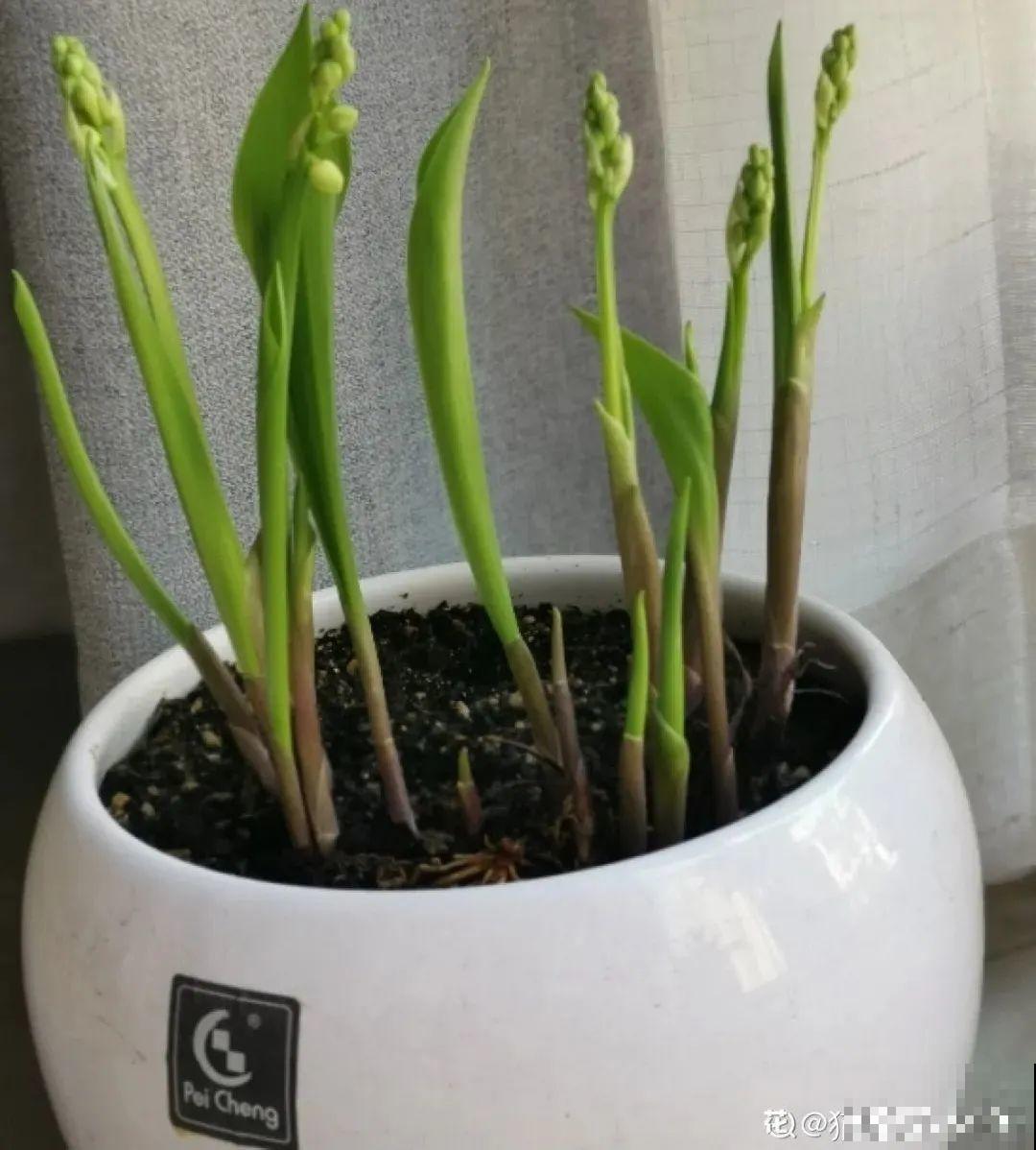 一把块根种土里，满枝条挂“铃铛”，开花满屋子高级香水味