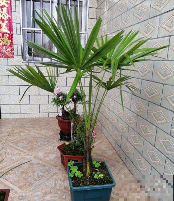 养花以后，我的生活更幸福，感情也迅速升温