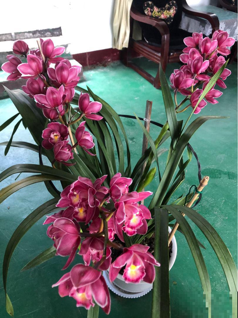 10道花卉竞赛题目，都答对的人太少，答对6道就是大神