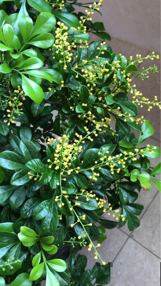 想要养好米兰,3个要点得学会,才能一茬一茬开花不停 想要养好米兰,3个要点得学会,才能一茬一茬开花不停