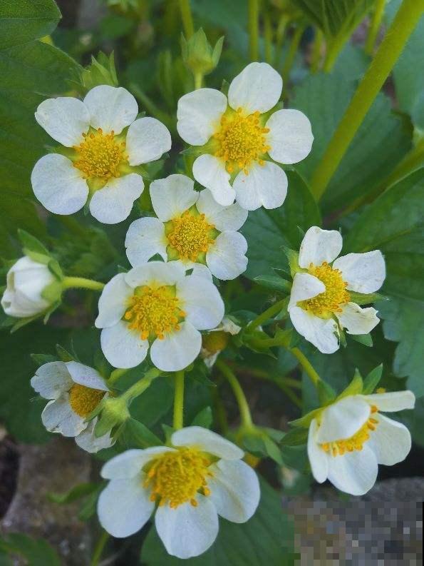 4种常见水果开花，都见过的人还真是不多，你见过几种？