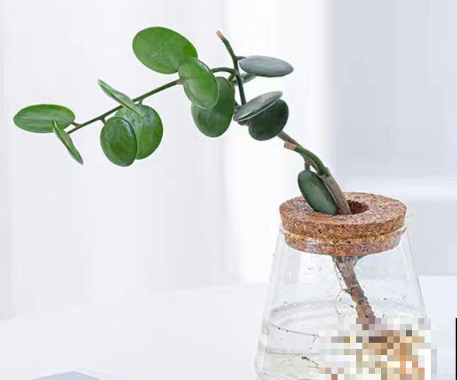 一种花名叫碧雷鼓,叶子圆润像钱币,还有招财进宝好兆头 一种花名叫碧雷鼓,叶子圆润像钱币,还有招财进宝好兆头